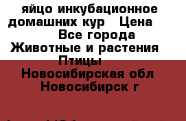 яйцо инкубационное домашних кур › Цена ­ 25 - Все города Животные и растения » Птицы   . Новосибирская обл.,Новосибирск г.